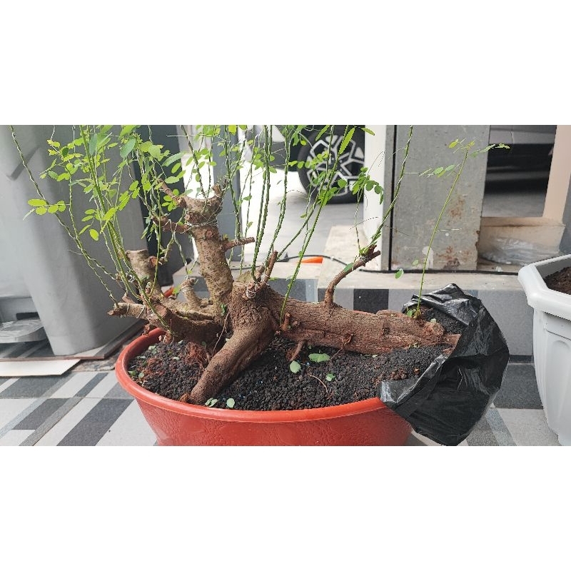 Donkelan Raft ileng ileng jumbo