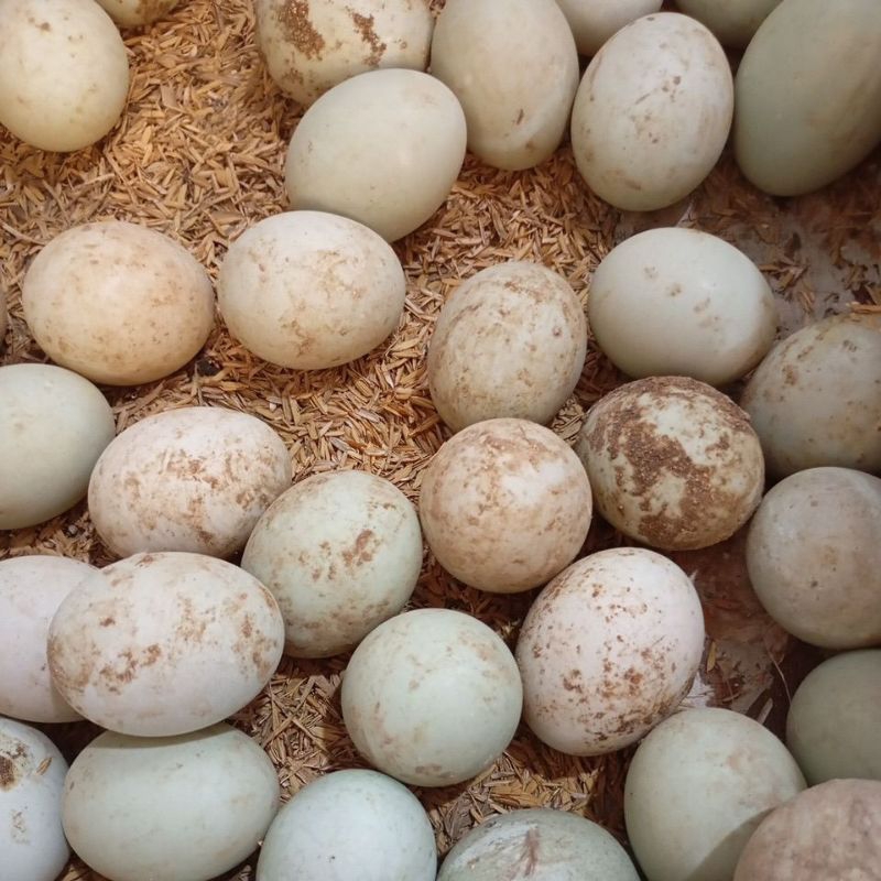 

telur bebek per kg