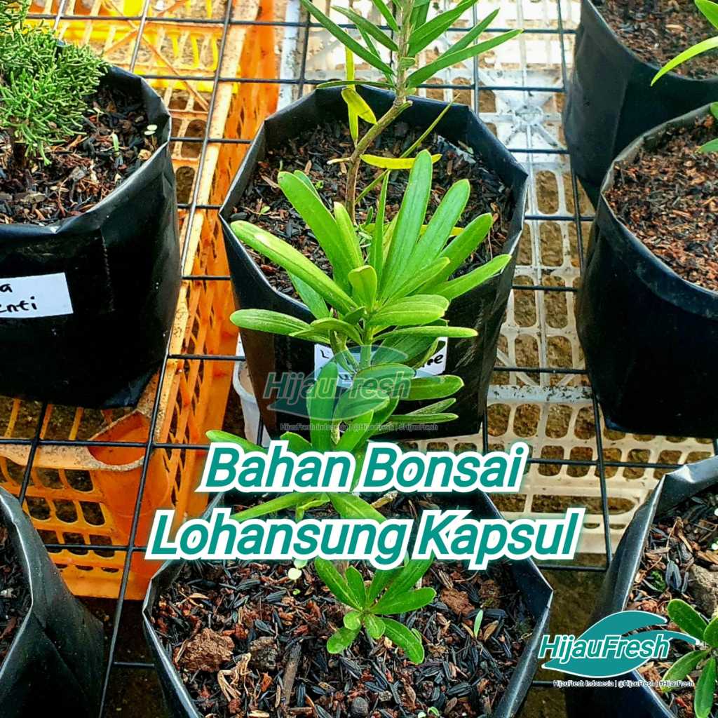 Lohansung Kapsul Bahan Bonsai | HijauFresh | @HijauFresh | #HijauFresh