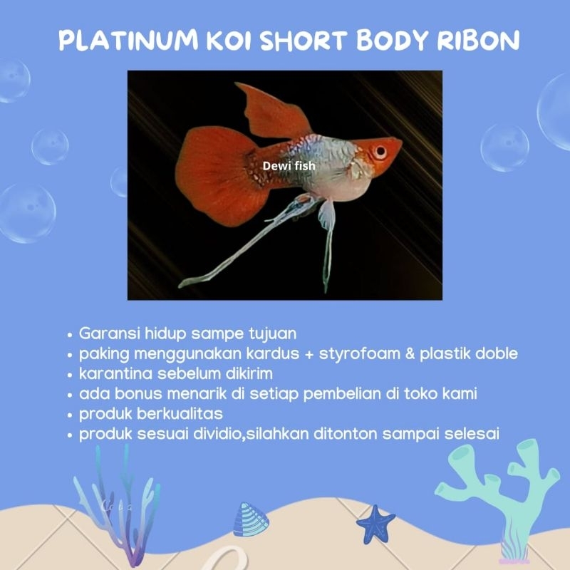 

BOX PACKING G0PY(platinum k0i short body ribon)