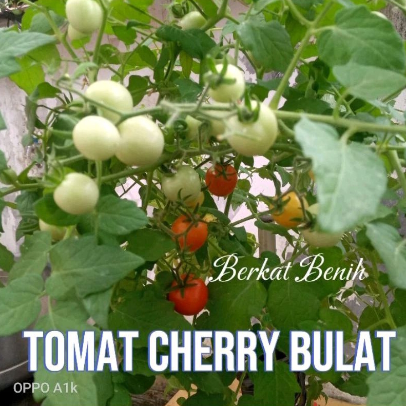 20 Butir Bibit/benih biji Tomat cherry bulat merah tomat cery ceri tomat chery merah bulat