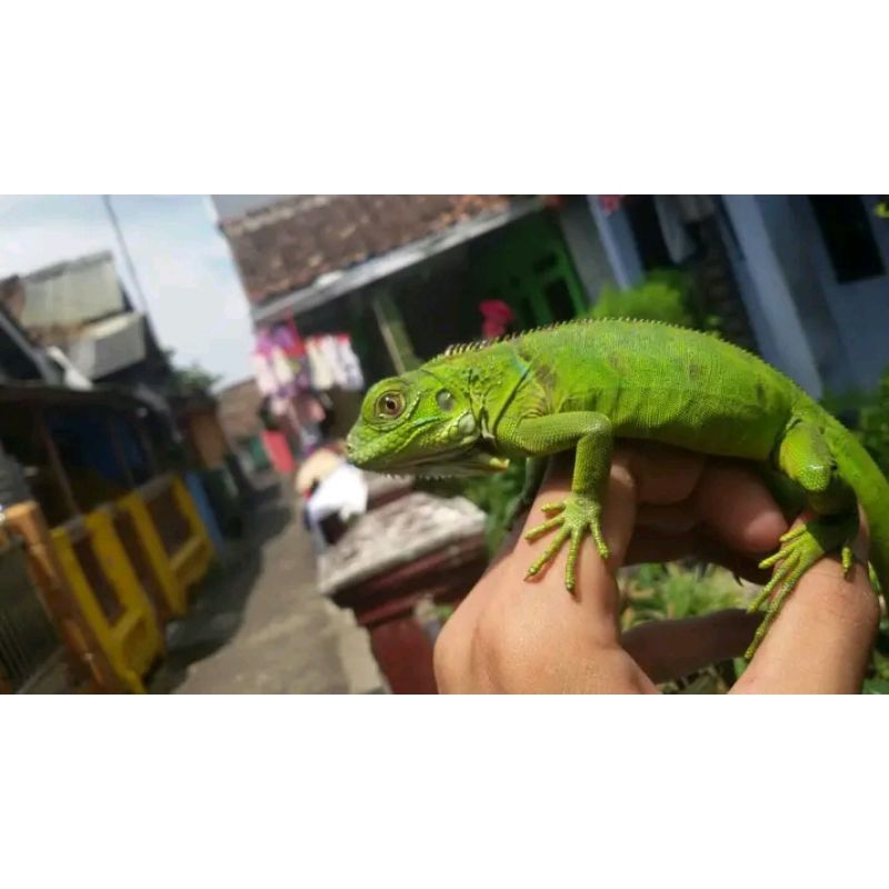 baby green iguana