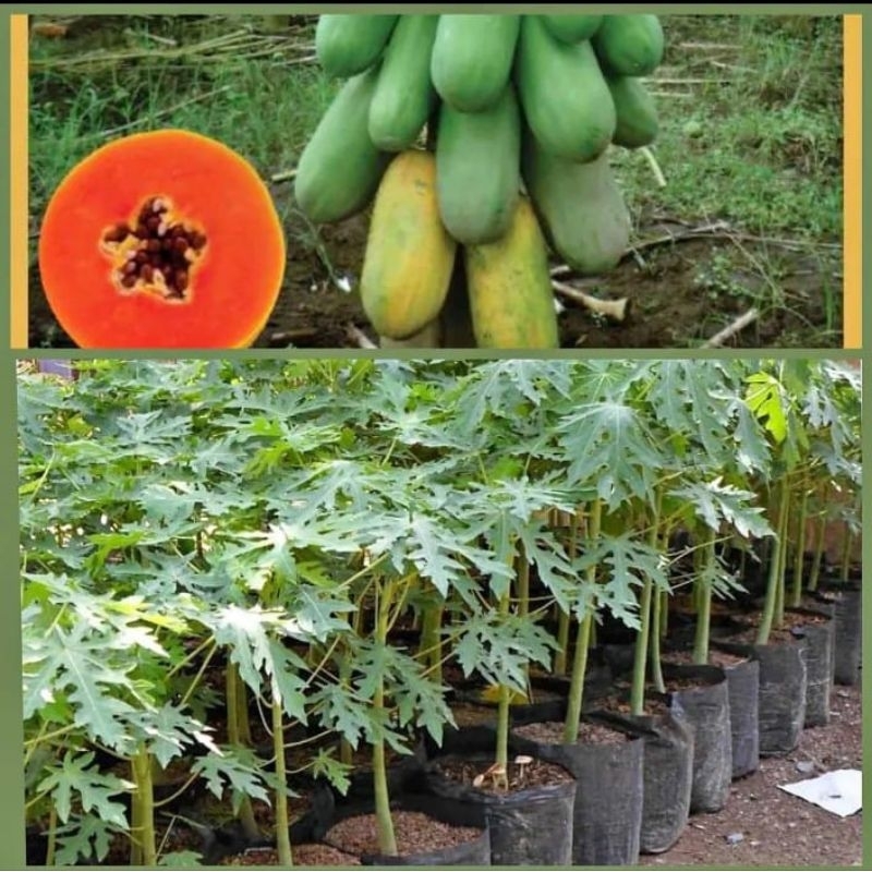 

pepaya California super murah