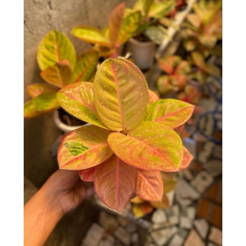 anakan aglonema emerald mutasi murah