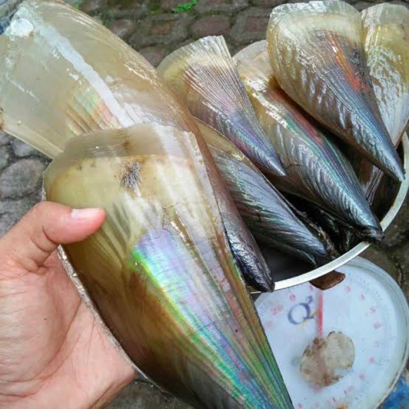 

Kerang Kampak Segar - 3 Kilogram