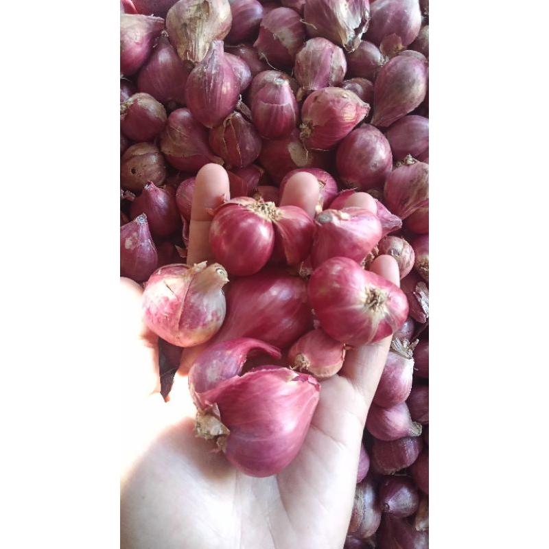 

BAWANG MERAH
