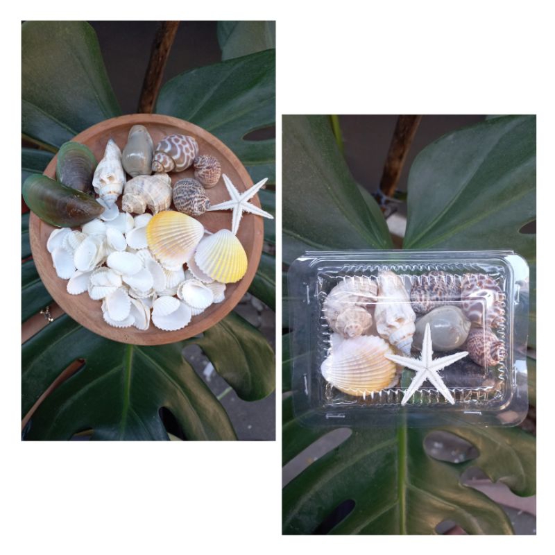 ( PAKET HEMAT BINTANG ) cangkang Kerang / cangkang Kerang untuk prakarya / cangkang kerang untuk ker