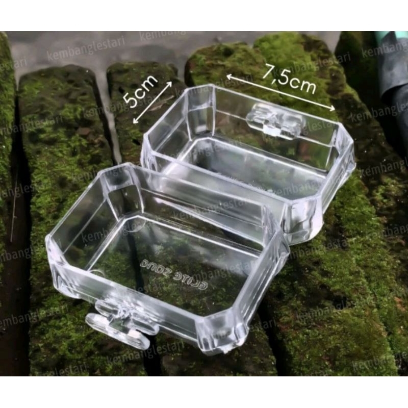 CEPUK minum burung kolibri