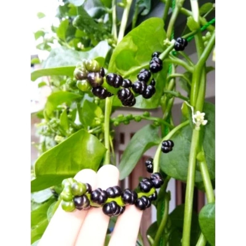 

biji angkung Segar Isi 100 sejuta manfaat anti kanker