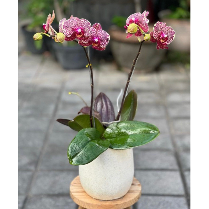 Promo anggrek bulan JUMBO pasca bunga