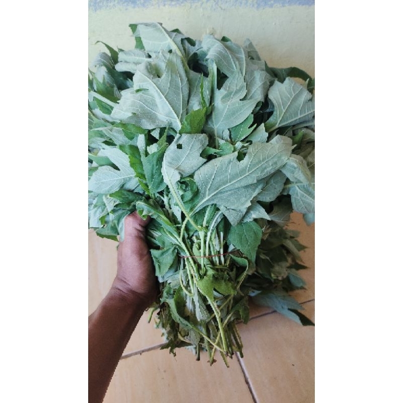 

daun insulin segar per ikat 600 gr