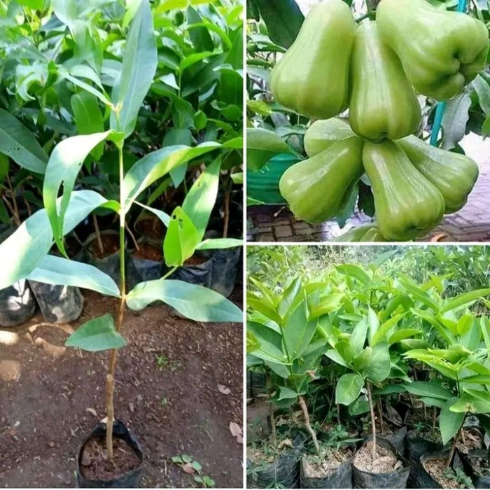 bibit jambu air green giant