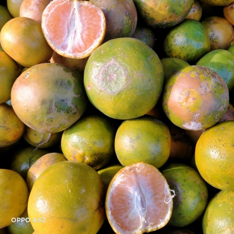 

Obral Jeruk Siem Madu 1kg