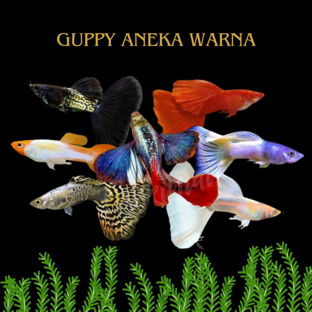 

STICKER GUPPY 50RB ISI 15EK ANEKA WARNA GUPPY CAMPURAN - STICKER BUKU TULIS ANAK SEKOLAH