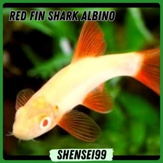 

sticker anak - red fin albino shark