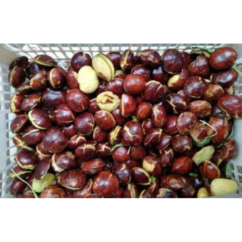 

Jengkol mentah fresh bandung sayur buah fresh