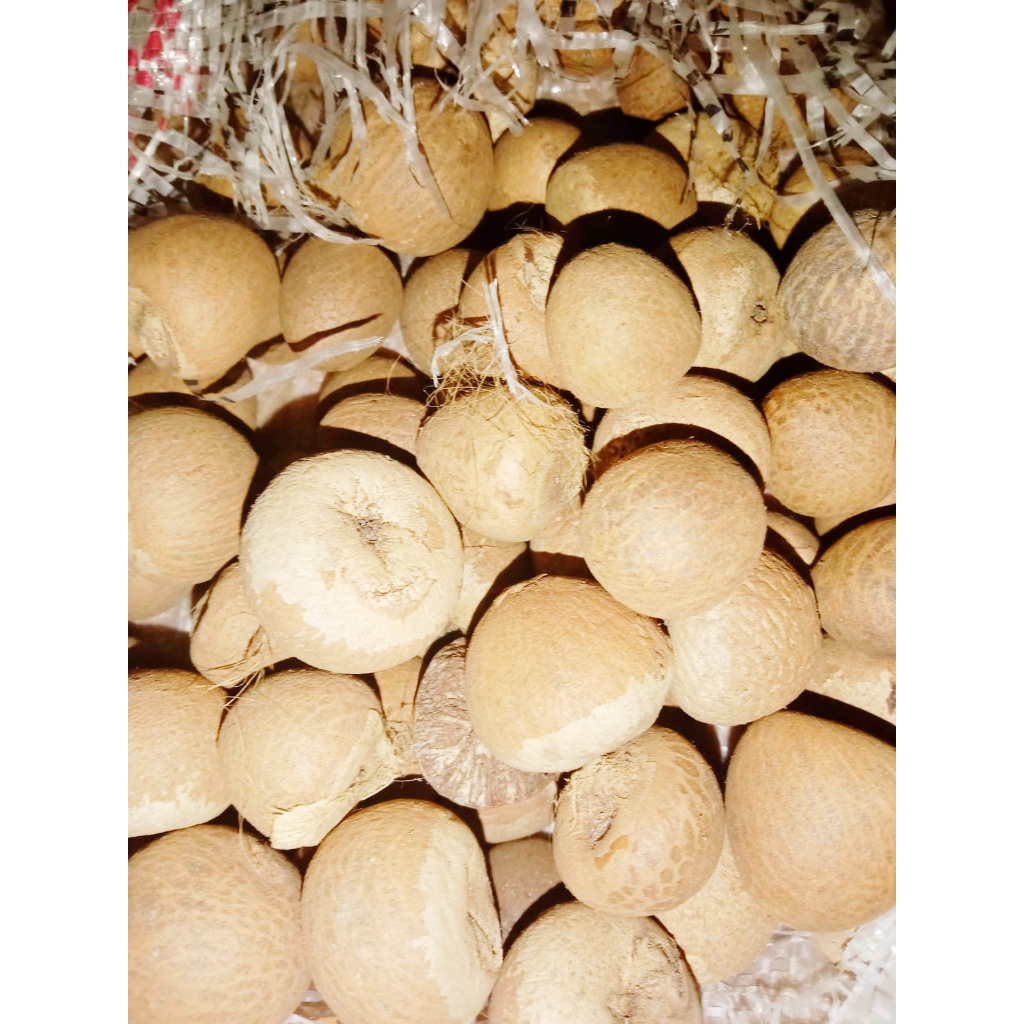 

Buah pinang tua kering