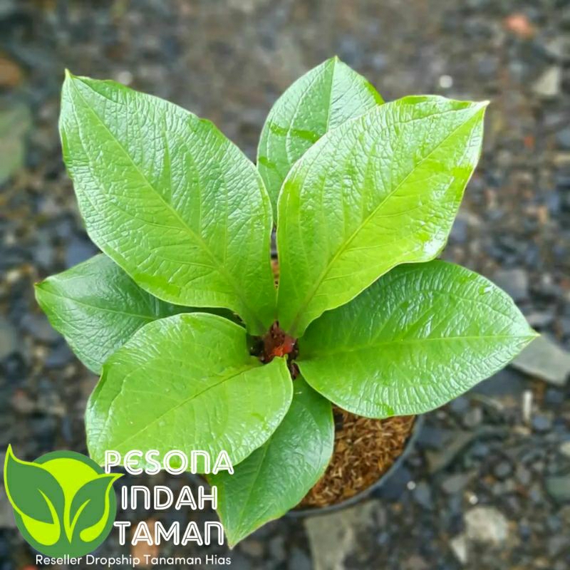 Tanaman hias anthurium supernova kulit jeruk - Anthurium supernova asli