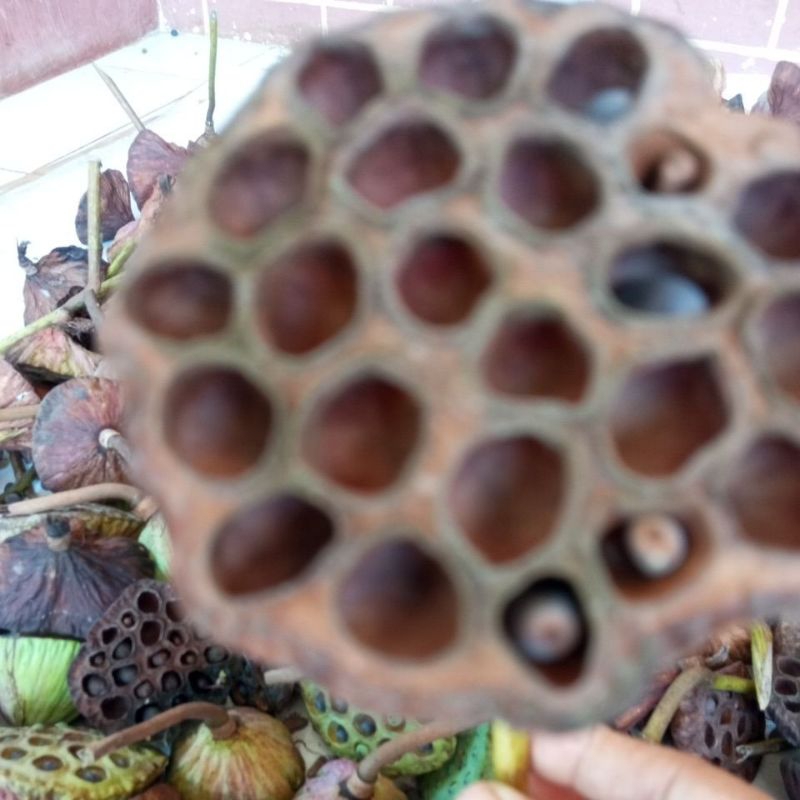 

kelopak teratai ( lotus) kering