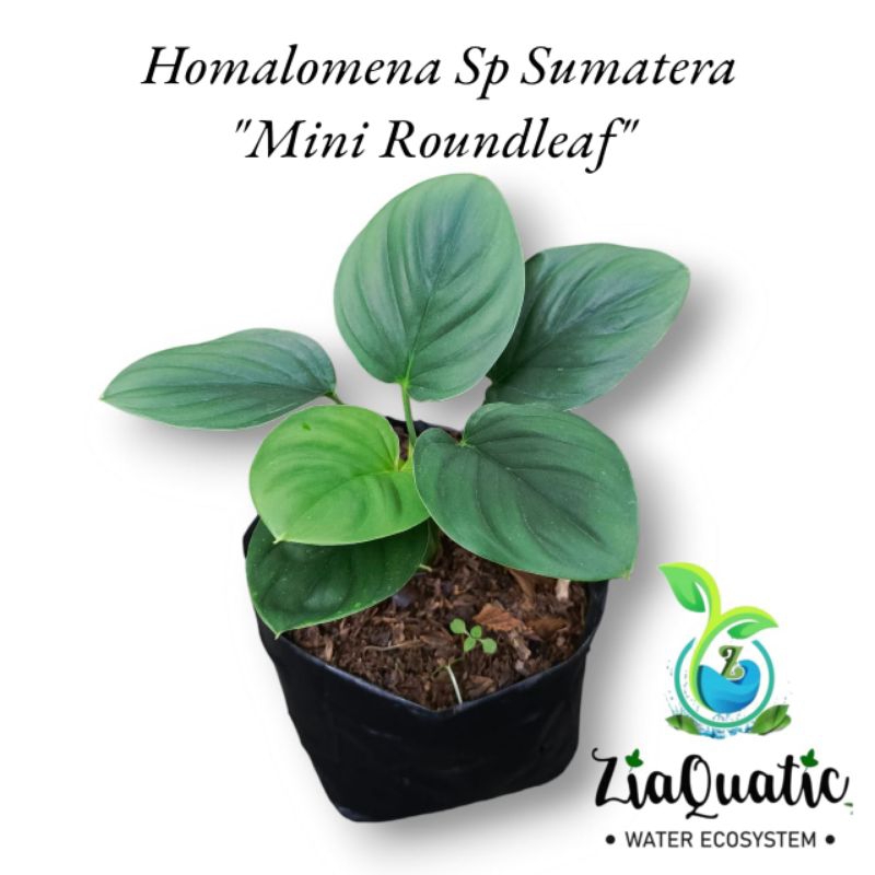 Homalomena Sp Sumatera "Mini Roundleaf" - Tanaman Hias Paludarium Jungleplant Indoor/Outdoorplant