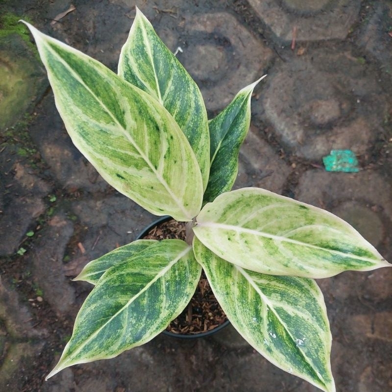 aglonema white emerald dragon
