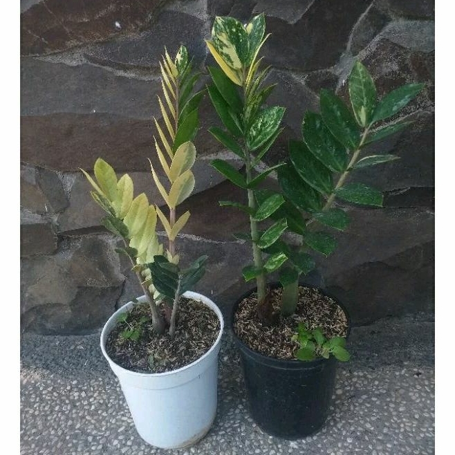 tanaman hias zamia dolar varigata, zamioculcas zamiifolia varigata zamia culcas dolar zz 2 daun