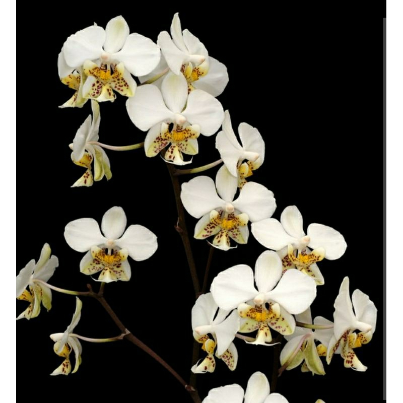 Anggrek Phalaenopsis Stuartiana