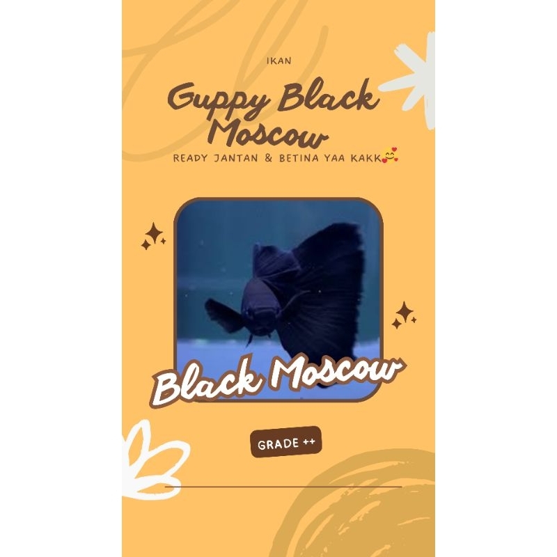 Guppy Black Moscow Sepasang , guppy Black Moskow ~Hiasan Aquarium