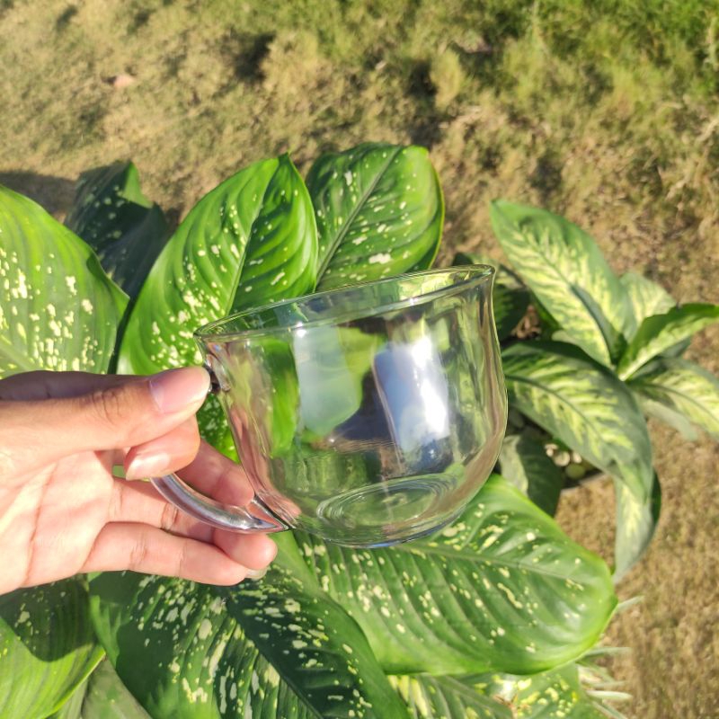 GELAS KOREA GELAS JUMBO MUG ASM KEDAUNG GROUP CANGKIR JUMBO