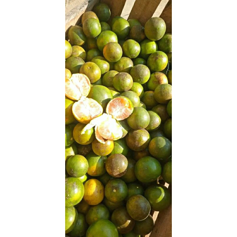 

jeruk manis 500gram