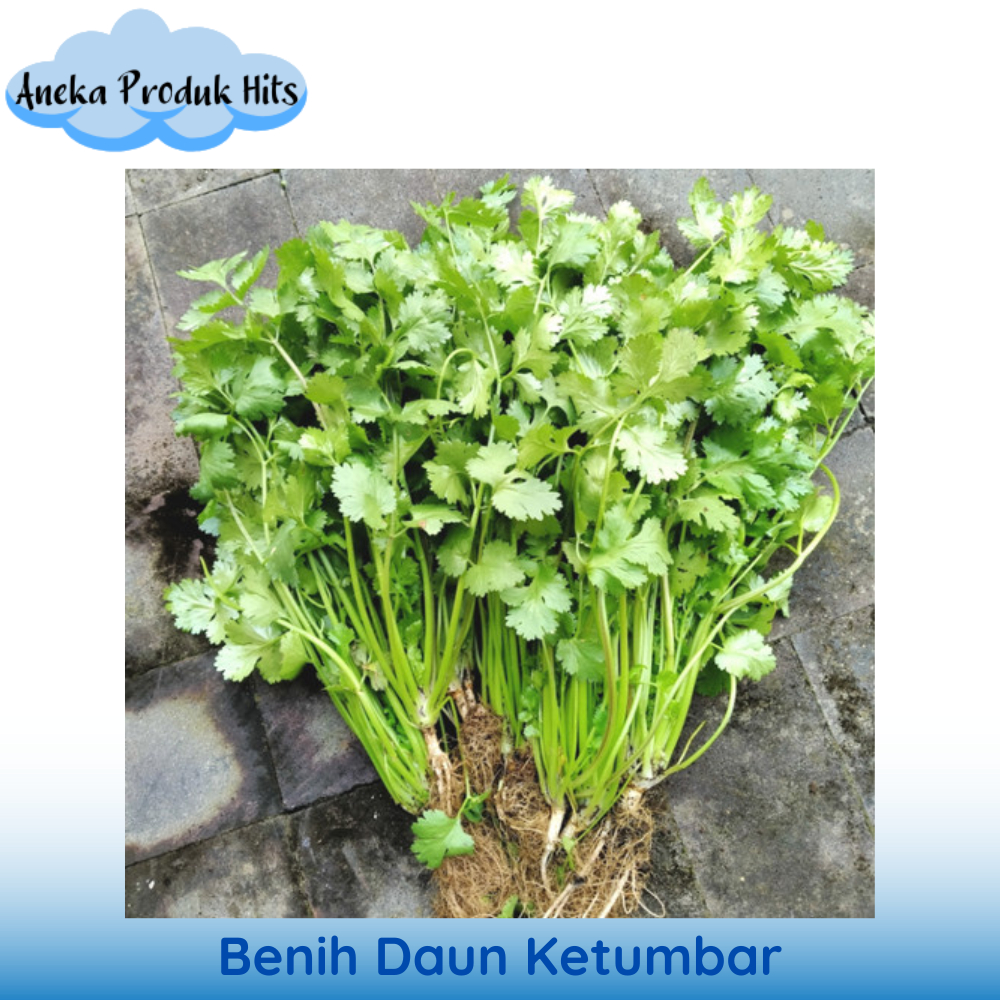 Benih Daun Ketumbar (Coriander) isi 25 biji