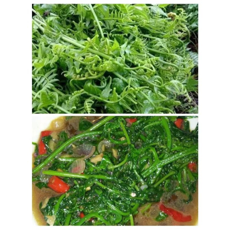 

Sayur Pakis enak buat tongseng masakan sayur
