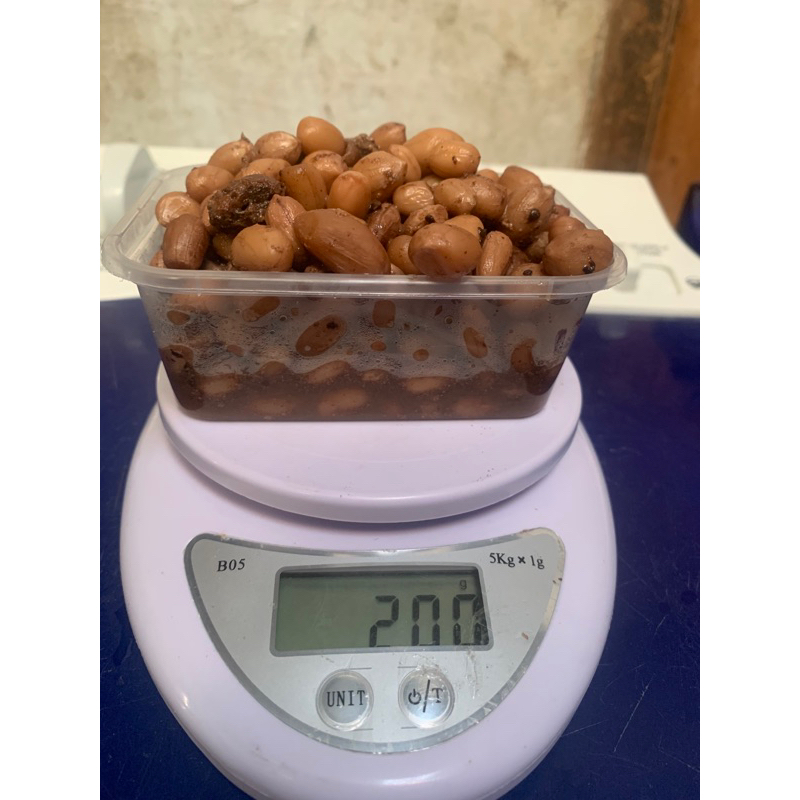 

kacang presto umpan bawal