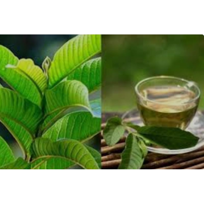 

PUPUS DAUN JAMBU BIJI 100 GRAM