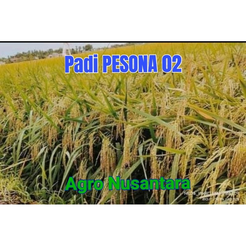 Benih padi unggul malai panjang PESONA 02