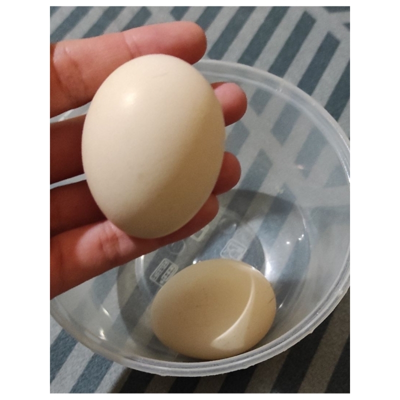

Telur ayam kampung asli