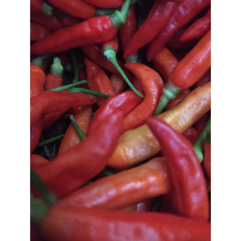 

Cabai Rawit Merah 500gr (Dijamin Tidak ada yg Ijo 100%)