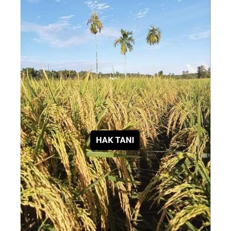 BENIH PADI INBRIDA-C2 TERBARU 1KG
