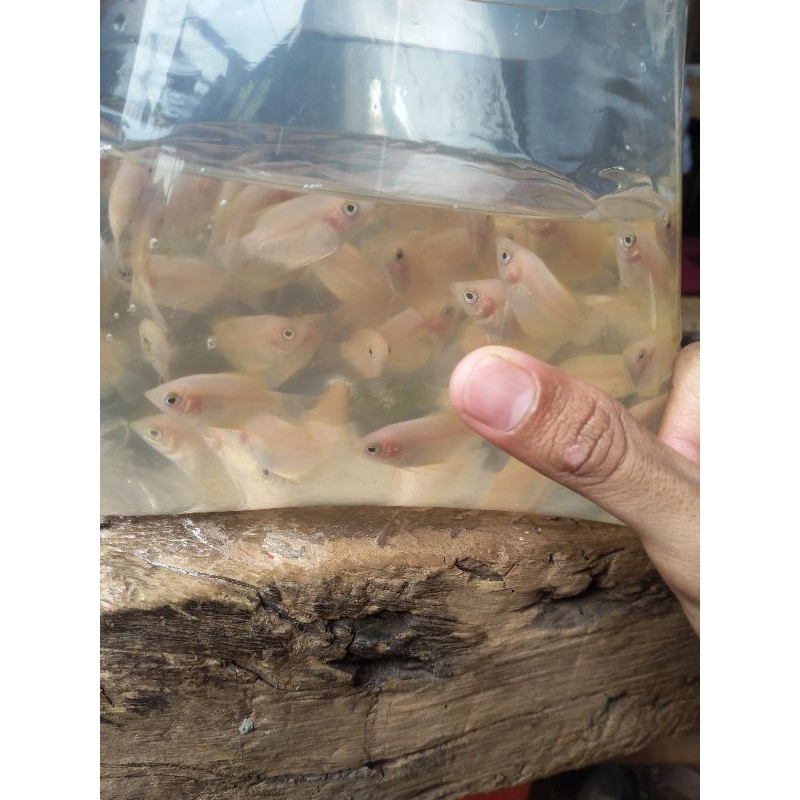 

bibit gurame Padang ukuran 2-3 cm paket 55 ekor