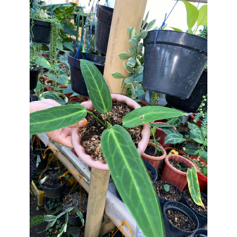 Tanaman hias lidah gajah