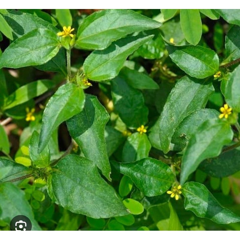 

Daun Legetan 250 Gram Segar Obat Herbal Tradisional Fresh Termurah