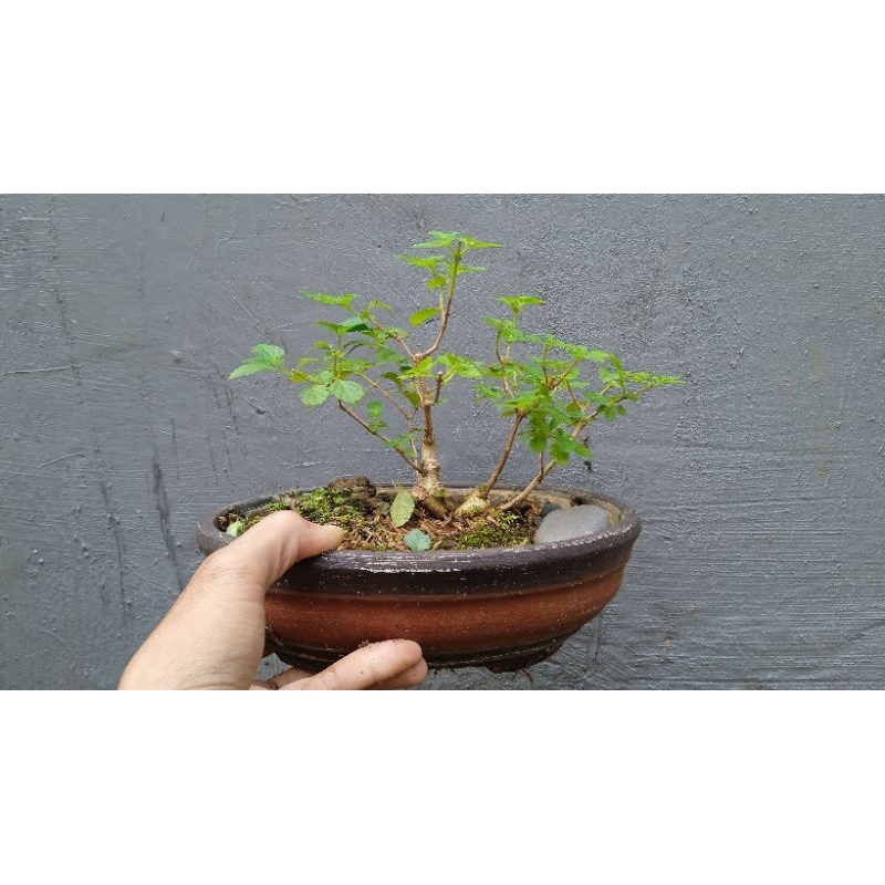 Bonsai Lantana