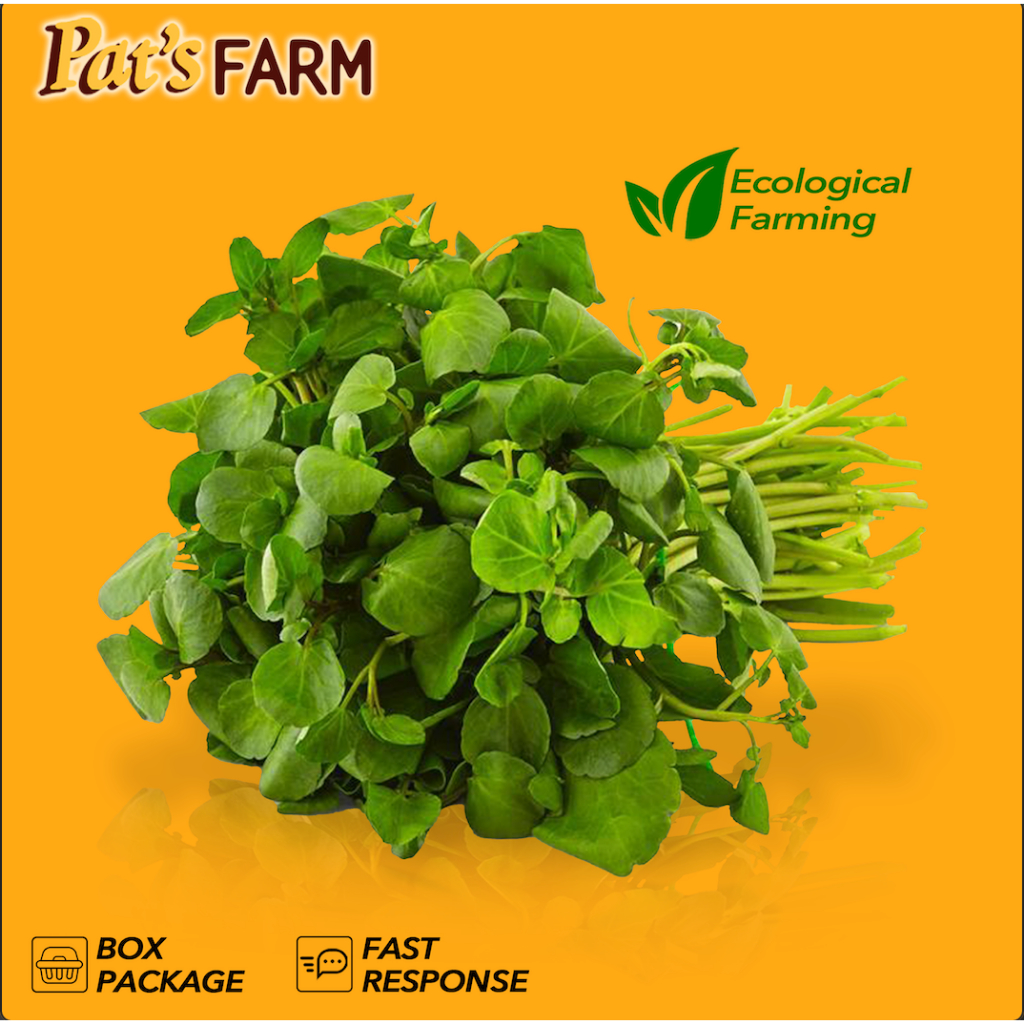 

Selada Air / Watercress Lettuce