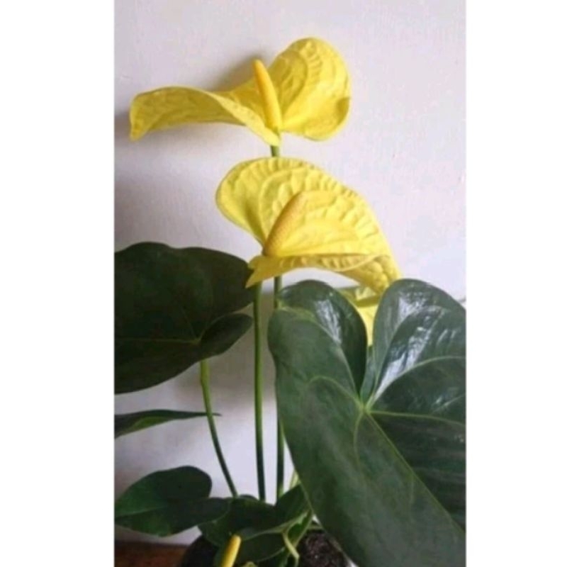 TANAMAN HIAS ANTHURIUM MICKEY MOUSE BUNGA YELLOW BESAR