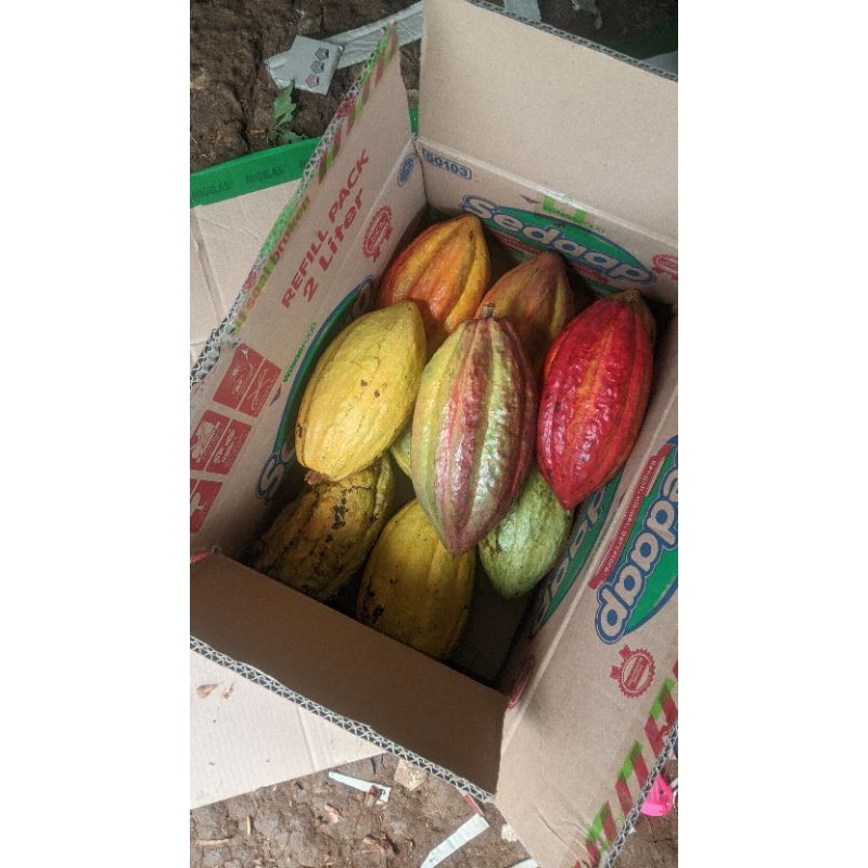 

kakao matang 1 kg coklat matang