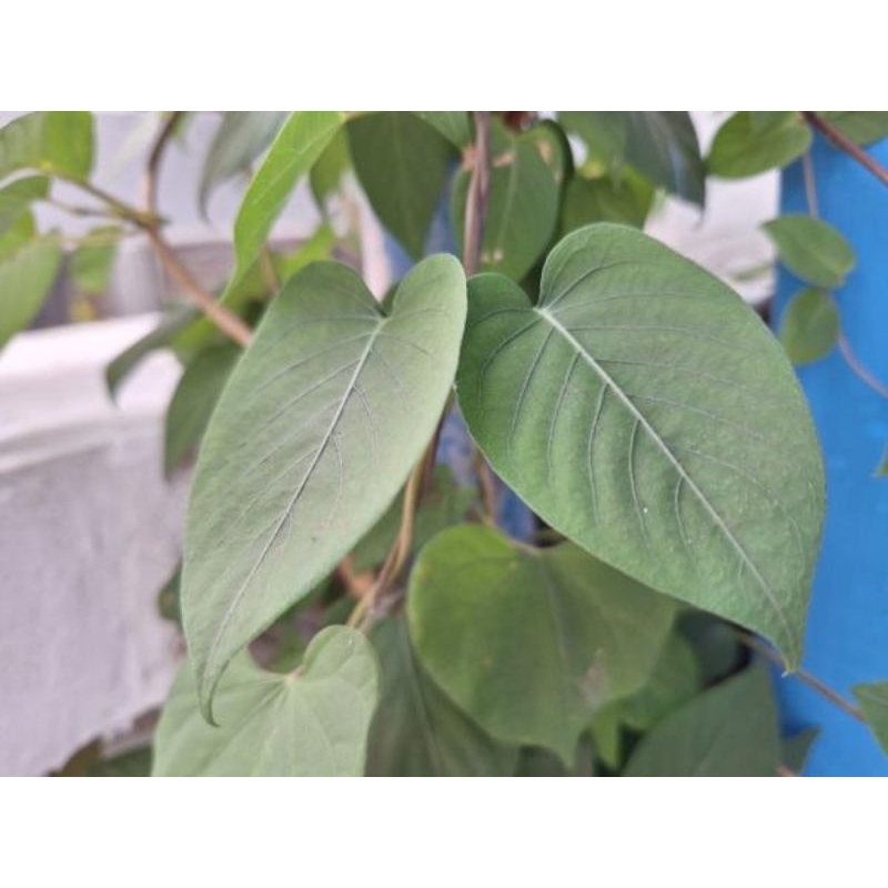 

DAUN SEMBUK/ SIMBUKAN / DAUN KENTUT PER 3 LEMBAR