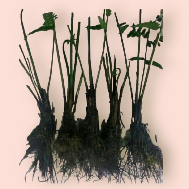 bibit pakis sayur pakis sayur siap tanam bibit pucuk pakis pakis sayuran