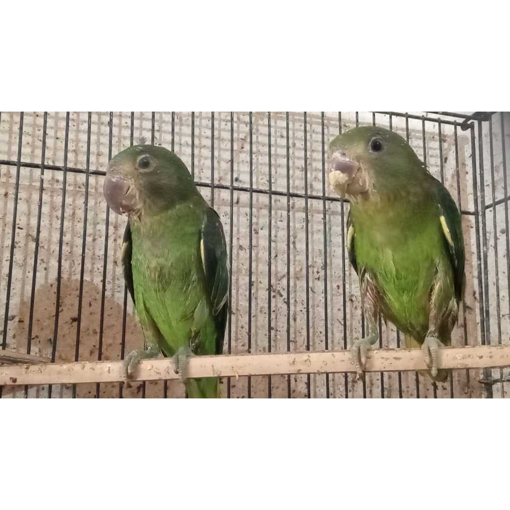 Nuri Tanau Tangerang