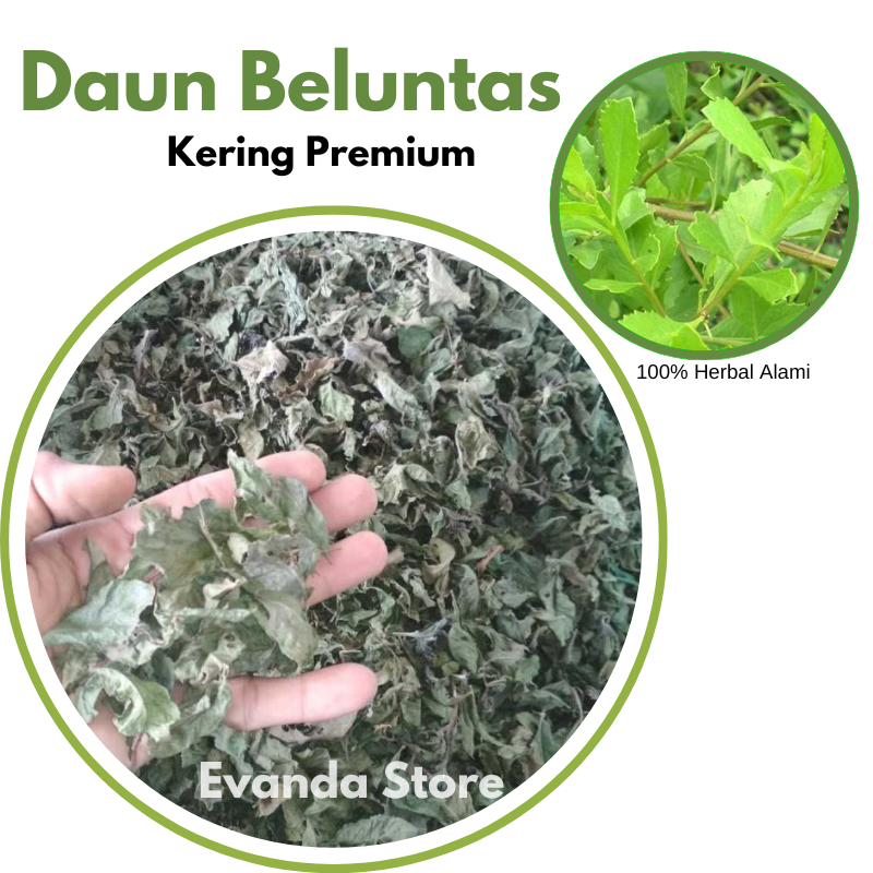 

Daun Beluntas / daun luntas Kering Organik Asli Hutan