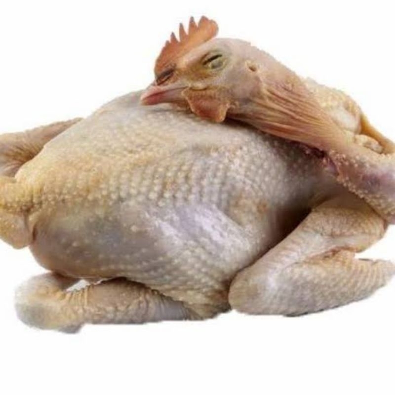 

Daging ayam kampung ukuran 1,1 - 1,3 Kg/ekor.